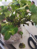 薄荷盆栽可食用夏季驅(qū)蚊蟲綠植室內(nèi)客廳陽臺驅(qū)蚊草水培植物花卉 薄荷+水培風(fēng)信子玻璃瓶 曬單實拍圖