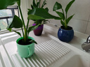 萌肉居白掌盆栽水培辦公室客廳綠植花卉美酒小白掌原盆土備用盆源頭直發(fā) 曬單實(shí)拍圖