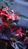 SAMYANG 三洋三陽(yáng) AF 50mm F1.4 FE 全畫幅自動(dòng)對(duì)焦二代大光圈人像定焦鏡頭 AF 50mm F1.4 FE II 二代 官方標(biāo)配 曬單實(shí)拍圖