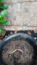 納格蘭室內花卉陽(yáng)臺盆栽植物 垂吊天門(mén)冬花苗 蓬萊松 水培水竹 小絨松 天門(mén)冬(整盆苗)如圖(25-40高 不含盆 曬單實(shí)拍圖