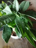泰西絲發(fā)財樹(shù)盆栽室內客廳桌面綠植小盆景大發(fā)財樹(shù)苗樹(shù)植物辦公室小盆栽 陶瓷海闊天空+三桿發(fā)財樹(shù) 曬單實(shí)拍圖