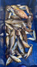 酷鴻（KUHONG）鯰魚黃辣丁蛆蟲魚餌活蟲餌料羅非白條鯉魚活體餌黑水虻幼蟲通殺型 2盒 曬單實(shí)拍圖