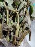 歐悟 四季草莓苗 奶油草莓秧帶盆帶土草莓樹(shù)苗庭院陽(yáng)臺盆栽地栽果樹(shù)苗 甜王草莓20棵裸根帶泥 高度7-15cm 曬單實(shí)拍圖