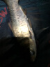 狂鰱鳙魚(yú)餌野釣大胖頭餌料配方浮釣花白鰱草莓味鰱鳙包頭餌 狂鰱鳙1000g(腥臭) 曬單實(shí)拍圖