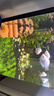 漣木無(wú)菌杯水草合集迷你牛毛日本矮珍珠挖耳草天胡荽迷你血心蘭綠宮廷 1杯 迷你牛毛無(wú)菌杯【前景草】 曬單實(shí)拍圖