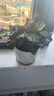 花翁孔雀竹芋盆栽植物四季常青綠植花卉 孔雀竹芋+水紋瓷盆源頭直發(fā) 曬單實拍圖