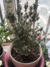 四季開(kāi)花植物梅花盆栽苗 松紅梅滿(mǎn)天星 多花盆栽澳洲松葉牡丹苗 大苗 含盆 曬單實(shí)拍圖