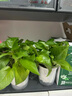 櫻霞綠蘿盆栽室內(nèi)植物花卉家用新房吸除甲醛綠植水培長藤垂吊大盆綠籮 180#原盆吸水大綠蘿【4盆】+肥2 曬單實(shí)拍圖
