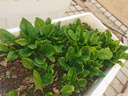 綠林花語大葉菠菜種子綠葉春秋菠菜耐寒易種家庭陽臺盆栽四季蔬菜種籽 曬單實拍圖