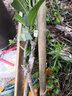 君揚廣西芒果樹(shù)苗 青皮芒果嫁接苗臺農貴妃澳芒 家庭盆栽金煌桂七凱特 雞蛋椰香芒果苗 兩年苗50-60CM高（帶土帶葉） 曬單實(shí)拍圖