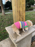 MIKI PAD狗狗衣服春秋條紋針織背心貓咪衣服寵物小型犬透氣比熊泰迪雪納瑞 彩虹條紋毛衣 L 胸圍43cm(參考體重10-15斤) 曬單實拍圖
