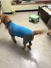 SLPC狗狗衣服四腳衣夏季大型犬金毛拉布拉多衣服防掉毛家居服寵物衣服 藍(lán)灰拼色 L（約45到60斤） 曬單實(shí)拍圖