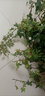 綠絲絳垂吊綠植珍珠吊蘭盆栽佛珠情人淚花卉四季常青陽(yáng)臺(tái)客廳懸掛植物 常青藤整盆（原裝盆土） 曬單實(shí)拍圖