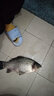 猛攻突擊鰱大物線組綁好魚線主線pe加固強(qiáng)拉力鰱鳙草線組套裝7.2米8.0 曬單實(shí)拍圖