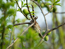 適馬（SIGMA）Sports運動版 全畫幅  單反 遠攝長焦 二手 長焦打鳥鏡頭 150-600mm F5-6.3 S版 佳能EF口 99新 曬單實拍圖