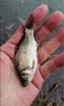 川澤高靈敏鯽魚漂綜合野釣競技魚漂小碎目醒目加粗漂浮抗風浪大物浮標 4-3細尾鯽魚漂 長42CM吃鉛2.1g NA納米全水域綜合漂 曬單實拍圖