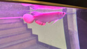 瀚幻金龍魚活魚藍底過背金龍練手龍魚活體高背金龍古典熱帶魚黃化銀龍 24K 純種高背金龍18-20cm包發(fā)金 曬單實拍圖