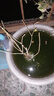 綠絲絳梅花樹苗臘梅盆景耐寒紅梅老樁庭院陽(yáng)臺(tái)美人梅植物四季花卉盆栽 臘梅 2年苗 曬單實(shí)拍圖