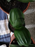 中夢(mèng)君子蘭盆栽苗圓頭和尚客廳桌面室內(nèi)綠植彩蘭植物花卉 原盆土發(fā)貨 圓頭短葉花瓣橘色 8-9葉 不含盆 曬單實(shí)拍圖