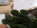 碰碰香一抹香盆栽香味植物濃香型植物驅蚊驅蟲(chóng)凈化空氣植物除異味 【碰碰香2盆】原土無(wú)盆+送肥1包 曬單實(shí)拍圖
