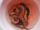 安峰山 蘇北鮮活野黃鱔魚(yú)現殺活體長(cháng)魚(yú)鱔魚(yú)滋補 默認鮮活宰殺，需要活體請留言 3兩每條【一斤稱(chēng)3-4條】1斤裝 曬單實(shí)拍圖