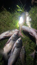 綁好線的錨鉤三爪鉤 掛魚鉤搜魚鉤劃魚鉤錨魚鉤串鉤三本鉤帶倒刺 曬單實(shí)拍圖