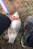 力丸 力丸日本進口魚線 碳素釣魚海釣子線 磯釣筏釣路亞前導線氟碳線高比重沉水耐磨 鯛100m 1.0號(100m) 曬單實拍圖