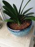 君子蘭盆栽精品寬葉圓頭和尚彩蘭苗五年大苗當年開(kāi)花卉綠植 國蘭14到15片葉+黑色袋盆 含盆 曬單實(shí)拍圖