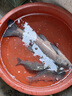 YNKOO加粗歪嘴綁好成品加固大巨物鱘草青魚雙鉤釣魚對(duì)鉤大號(hào)有刺全套 【2付】 1米;7鉤(子線3.0#) 曬單實(shí)拍圖