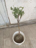 花俊牡丹花樹(shù)苗四季開(kāi)花洛陽(yáng)正宗牡丹花苗大苗獨桿樹(shù)狀牡丹花樹(shù)庭院 洛神 4年苗叢生5分支 曬單實(shí)拍圖