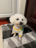 MIKI PAD狗狗衣服小型犬春秋款比熊泰迪雪納瑞貓咪衣服四腳背帶褲可牽引 藍(lán)色口袋背帶褲 XL背長40cm(參考體重11-15斤) 曬單實拍圖
