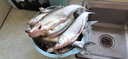川澤伊豆有刺子線雙鉤成品綁好防纏繞魚鉤套裝全套競技野釣鯉魚鯽魚鉤 鉤8#線3.0#+鉤9#線3.0# 伊豆有刺【20付】 曬單實拍圖