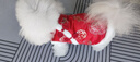 嬉皮狗（hipidog）秋冬季狗狗新年國風(fēng)小兔子提花織錦緞兩腳棉衣唐裝寵物泰迪狗衣服 德羅紅棉衣（可牽引） S 3-5斤 曬單實拍圖