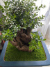 苔蘚微景觀盆景鋪面青苔白發(fā)小灰短絨蘚假山水陸雨林造景庭院綠化 新鮮小灰蘚約35*24cm（1張） 曬單實(shí)拍圖