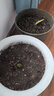 上客來(lái)荷蘭進(jìn)口重瓣朱頂紅種球多年生球根植物陽(yáng)臺綠植盆載植物種球花卉 H19 帕薩迪納 曬單實(shí)拍圖