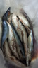青占魚魚大號(hào)大鲅魚活鮐鲅魚馬鮫魚大整條冷凍馬鮫魚特大號(hào) 2500g 曬單實(shí)拍圖