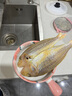 閘坡船鮮曬金線(xiàn)魚(yú)海魚(yú)陽(yáng)江一夜埕咸魚(yú)干海魚(yú)干紅三魚(yú)紅杉魚(yú)紅哥里刀鯉魚(yú) 一夜埕金線(xiàn)魚(yú)干  250g 曬單實(shí)拍圖