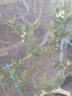 稔秋蓝莓苗当年结果蓝莓树阳台盆栽地栽南北方种植带原土发货 奥尼尔【南方适宜】 8年大苗【压弯枝头】 实拍图