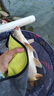AFW魚(yú)竿超輕超硬19調6H8H手桿臺釣竿黑坑大物竿鯽鯉魚(yú)竿湖庫綜合竿 3m +2.7m+雙禮包+終身配節 曬單實(shí)拍圖
