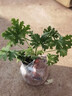 御春閣驅蚊草 室內滅蟲殺 蚊子香 草驅蚊子綠植花卉香葉天竺葵盆栽地栽 小苗 曬單實拍圖