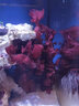 興國海（Singoseafarm）紅牡丹活體水藻 海水魚(yú)缸紅色海藻去除NO3 PO4造景水藻興國海 紅牡丹藻10g 曬單實(shí)拍圖