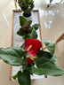 綠有意紅掌盆栽室內水培水養開(kāi)花植物辦公室四季好養綠植白掌一帆風(fēng)順 加厚跳舞玻璃盆紅掌 帶盆栽好 曬單實(shí)拍圖