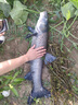 君東魚線組硅膠手工綁套裝成品綁好主線組原絲釣魚線圈方便臺(tái)釣配件 主線線組1付（聯(lián)系客服備注型號(hào) 曬單實(shí)拍圖