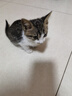 貓咪活體田園貓貓咪真貓幼貓貓咪幼貓貓小奶貓寵物貓小老虎貓 田園級 精品貍白貓 公母備注 曬單實(shí)拍圖