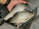 狼王磯竿碳素磯釣竿3號(hào)魚竿套裝手海兩用拋竿甩桿海桿海韻磯 2.4米【單竿】 曬單實(shí)拍圖