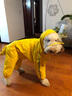 SLPC狗狗雨衣大型犬四腳全包金毛雨衣帶帽子尾罩防水中型寵物雨衣 蛋黃色 9XL（適合約55-65斤） 曬單實拍圖