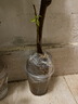 三角梅苗三角梅花卉室內(nèi)陽(yáng)臺(tái)植物盆栽陽(yáng)臺(tái)地栽重瓣爬藤盆景大苗 長(zhǎng)期長(zhǎng)久 四季循環(huán)開花 白雪3年苗 默認(rèn) 曬單實(shí)拍圖