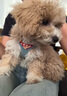 puppytie寵物用品狗狗牽引繩小型犬遛狗繩調(diào)節(jié)狗繩子泰迪可愛(ài)背心式胸背帶 烈日紅-套裝(胸背+牽引繩) XS碼-建議4-10斤 曬單實(shí)拍圖