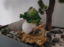 莫尼森  MOREISAN 黃銅百財(cái)大白菜擺件工藝品客廳辦公室裝飾品送朋友喬遷開(kāi)業(yè)禮品 百財(cái)齊聚白菜22.5*14*20.5cm 曬單實(shí)拍圖