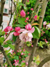 海棠樹(shù)苗庭院地栽高桿西府海棠垂絲海棠花耐寒植物花北美海棠帶土 優(yōu)質(zhì)：3公分【樹(shù)形一般】海棠樹(shù) 曬單實(shí)拍圖